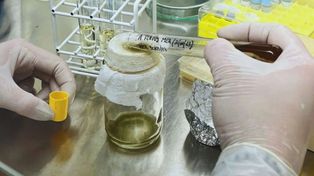 Poscosecha. Lo novedoso del proyecto es que permitirá reemplazar o sinergizar la acción de los agroquímicos mediante el uso de un producto natural de origen vegetal.