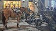 Concepción del Uruguay: secuestraron un caballo tras un presunto caso de maltrato animal. Concepción del Uruguay: secuestraron un caballo tras un presunto caso de maltrato animal.
