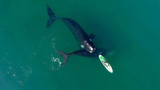 Las ballenas estuvieron a centímetros de la tabla.