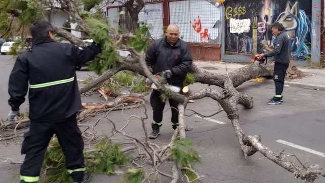 El viento derribó en Rosario más de veinte árboles y ramas de gran porte