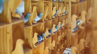 Colombófilos denuncian mala interpretación ante el proyecto para derogar la ley que protege a la paloma mensajera