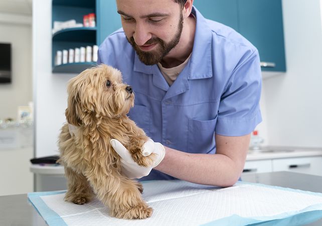 6 de Agosto, Día del Médico Veterinario