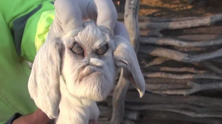 Las impactantes imágenes de un cabrito con rasgos humanos