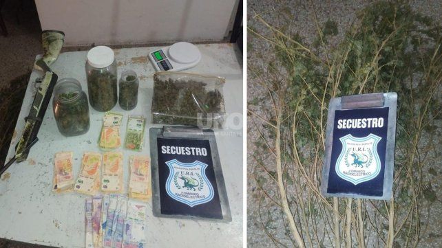 Las plantas de marihuana Las plantas de marihuana