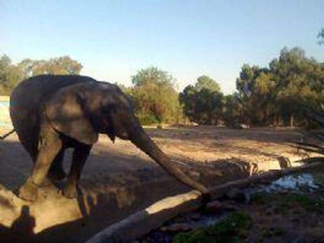 Polémica por una foto que muestra a un elefante del zoo intentando beber agua de una fuente casi vacía