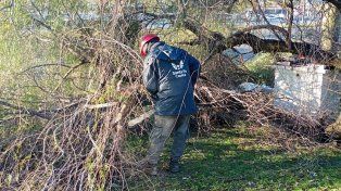 El fuerte viento dejó 20 árboles caídos en la ciudad