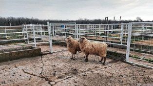 El frigorífico ovino de Mansilla cambia de rumbo por la alta informalidad