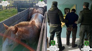 Cayó preso un cuatrero que robó ocho caballos en Cululú: los encontraron en una feria de San Cristóbal