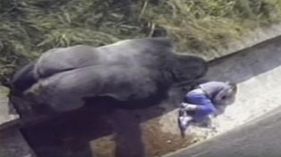 Jambo, el gorila de espalda plateada que protegió a un niño que quedó inconsciente en su jaula
