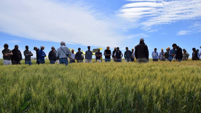 Ocho claves sobre bonos de carbono y las oportunidades que se abren para el agro