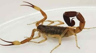 Los niños pequeños son los más afectados por picaduras de alacranes.
