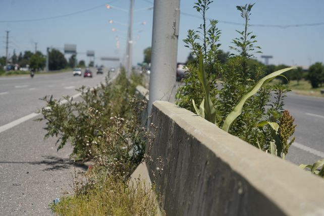 Los yuyales en Circunvalación