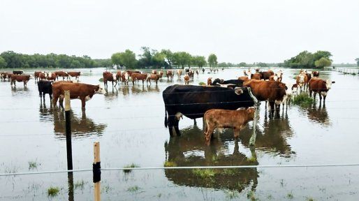 Corriente de El Niño: elevan al 95% la probabilidad de un evento muy fuerte