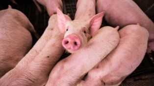 El sector porcino nacional viene creciendo a una tasa promedio del 6% en los últimos 10 años en faena.