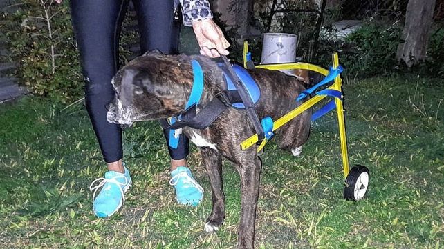 Policía paranaense confecciona carritos para mascotas con problemas de movilidad