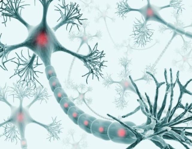 Científicos convierten células cutáneas en neuronas