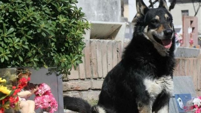 Murió Capitán, el perro que durante 10 años visitó la tumba de su dueño