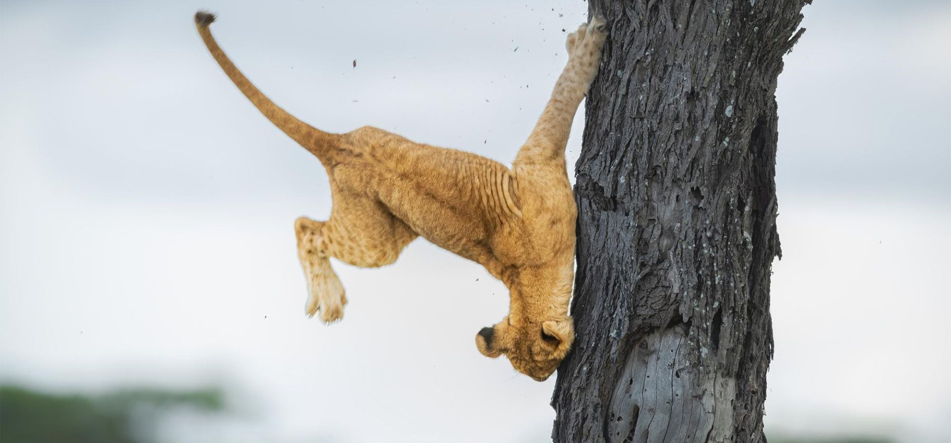 "Reflejos no tan felinos". Un cachorro de león de tres meses intenta descender de un árbol en Serengeti, Tanzania Fotografía: Jennifer Hadley/Comedywildlifephoto.com