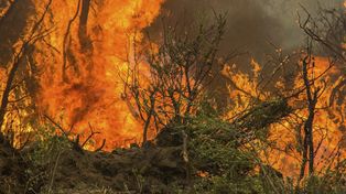 Declaran la emergencia ambiental por el incendio forestal en Chubut