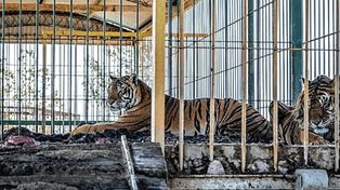 Una organización liderada por un veterinario egipcio avanza en las tratativas con el Gobierno para poder terminar con la dramática situación de estos tigres