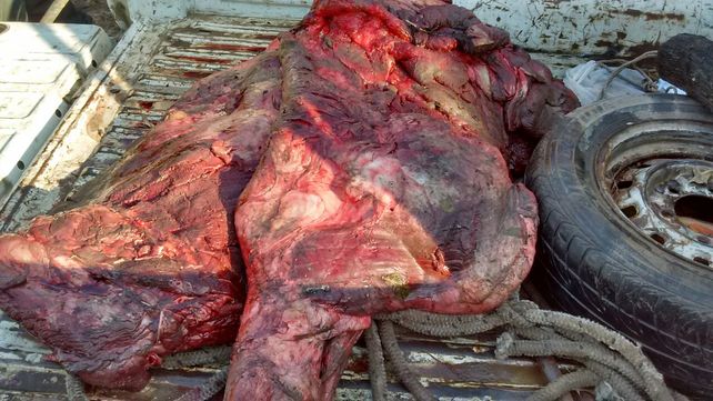 Realizaron procedimientos contra la caza furtiva y robo de animales