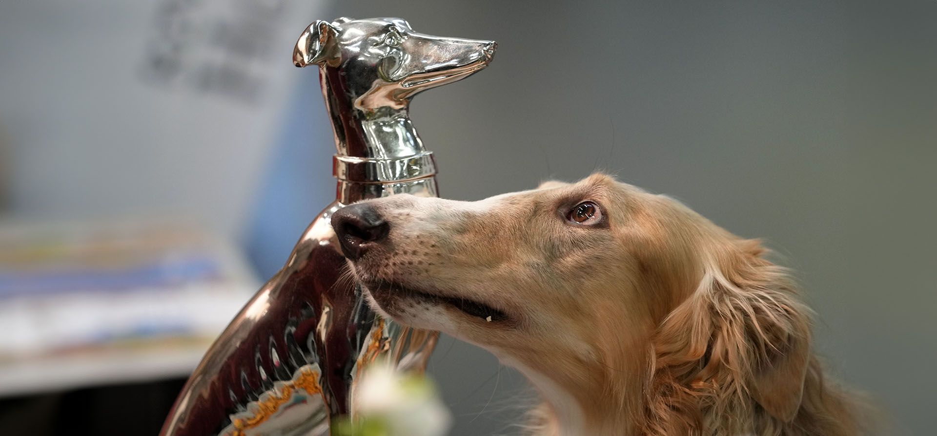 Un lebrel ruso de caza se ve junto a un trofeo durante una competencia en una exposición canina en Dortmund, Alemania, el viernes 8 de noviembre de 2024. (Foto AP/Martin Meissner)