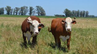 Exportaciones de carne: pese al balance positivo del 2022, preocupa la caída de los últimos meses