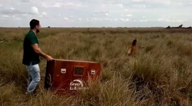 Rescatan y liberan un aguará guazú en el sur de Santa Fe