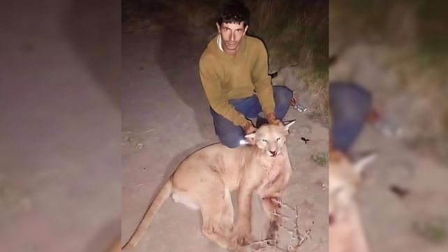 La organización Ceydas confirmó que el cazador del puma de Larroque fue finalmente allanado pero que no fue imputado. Cuestionan la demora de un juez.