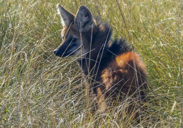 Liberaron especies de fauna silvestre en una reserva natural del departamento San Cristóbal