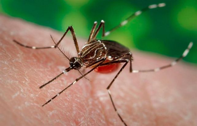 Mosquito. El Aedes aegypti es el agente trasmisor de la enfermedad.