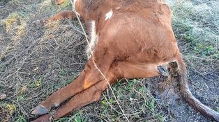 Investigan el caso de una vaca mutilada en la zona de Hasenkamp