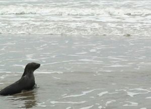 Cuatro lobos marinos vuelven al mar recuperados