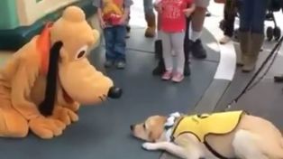 El emotivo encuentro entre Pluto y un perro guía, un éxito instantáneo en Facebook