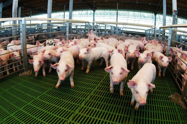 La faena porcina alcanzó un récord entre enero y agosto de este año.