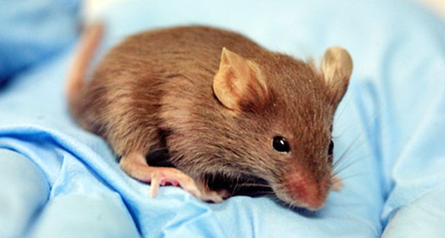 Cient&iacute;ficos alertan sobre ensayos con genes humanos en animales