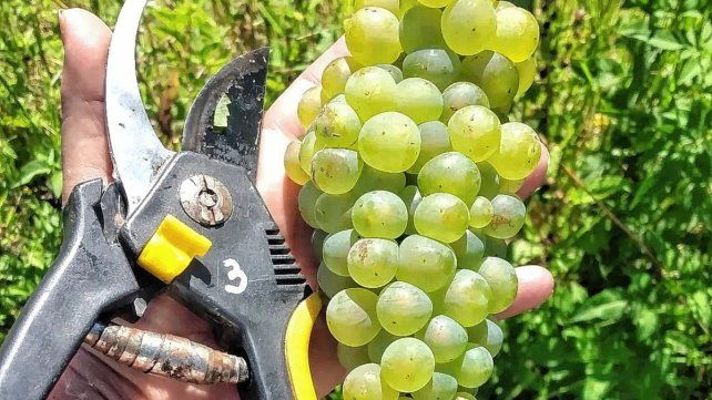 La vendimia de uvas chardonnay ya comenzó en algunos viñedos