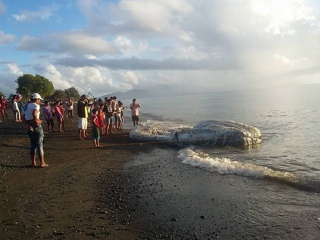 Encontraron una horrible criatura en una playa de Filipinas