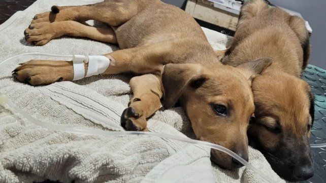 Hospital Público Veterinario. Presentaron proyecto en el Concejo Municipal para crear un hospital público gratuito para perros y gatos con atención clínica