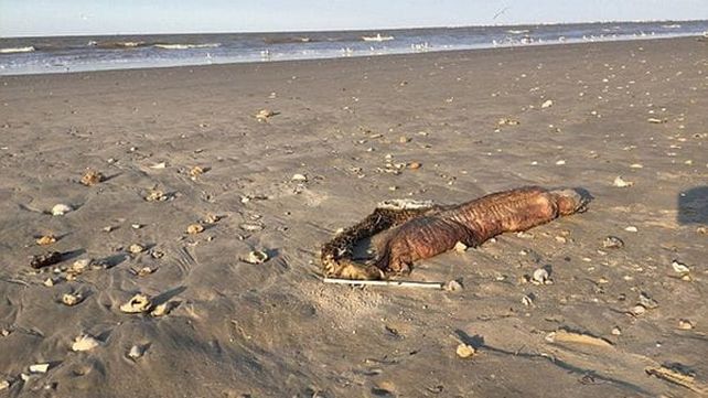 La monstruosa criatura que apareció tras el paso del huracán Harvey
