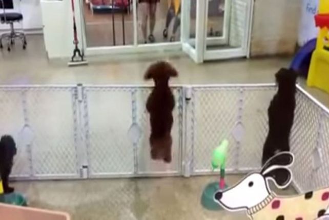 Mirá al perro saltarín que es furor y conquista a la red