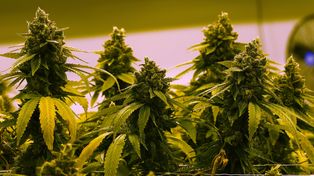 They will hold a meeting on medicinal and therapeutic cannabis in San Lorenzo