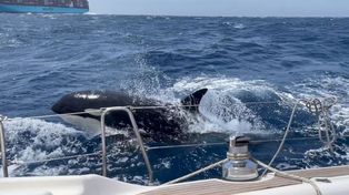 Gladis, la orca vengadora del estrecho de Gibraltar que se volvió viral por atacar embarcaciones británicas.&nbsp;