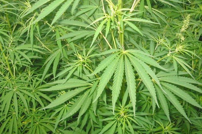 Mujer pensó que cultivaba tomates y sembró 43 plantas de marihuana