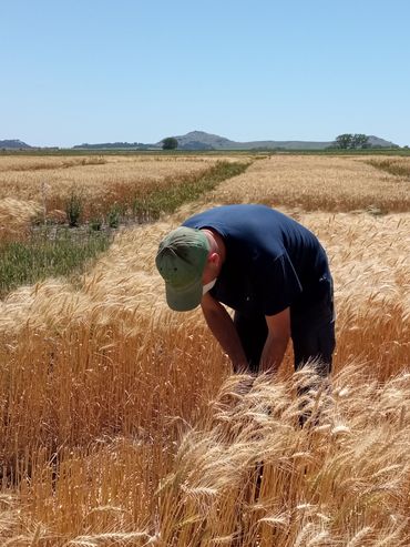 Oficializan la entrega de fertilizantes a productores de trigo y maíz
