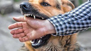 Según un veterinario, en lo posible no intervenir ante el ataque de un perro