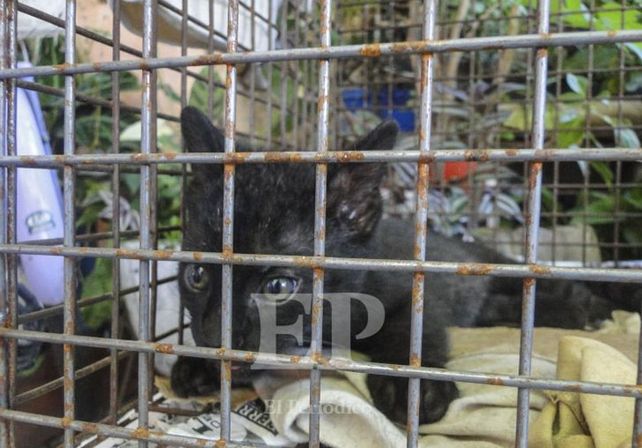 El gato rescatado./ Gentileza El Periódico.