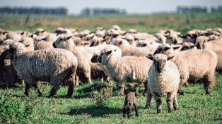 Hay incertidumbre en productores entrerrianos tras derogarse la Ley Ovina