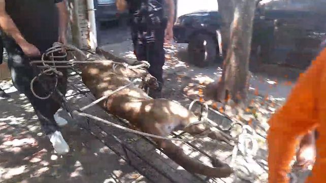 Vecino de Santa Elena halló un puma en el fondo de su casa