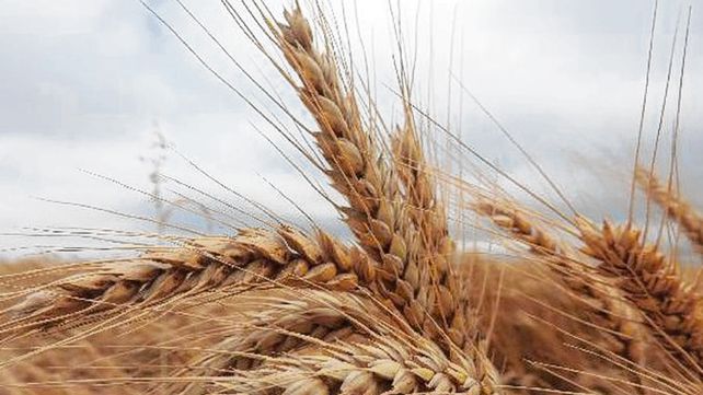 Trigo. El cereal se desarrolla bien en el centro norte de la provincia.